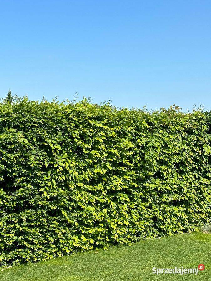 Grab pospolity Carpinus betulus na żywopłot