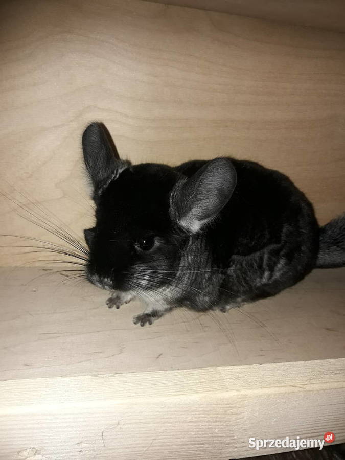 Sprzedam szynszyle aksamitną Gryzonie Radzymin