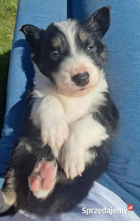 Border Collie piesek BARRY z hodowli NEGRESSE Porąbka Uszewska