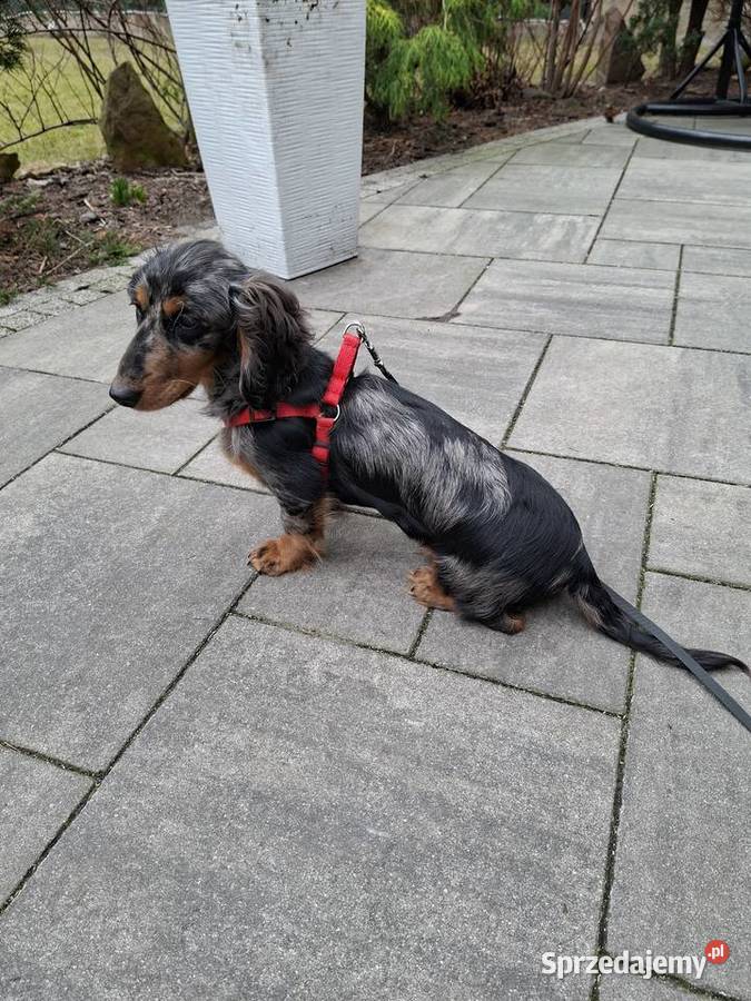 Jamnik długowłosy merle piesek Jamnik Żyrardów