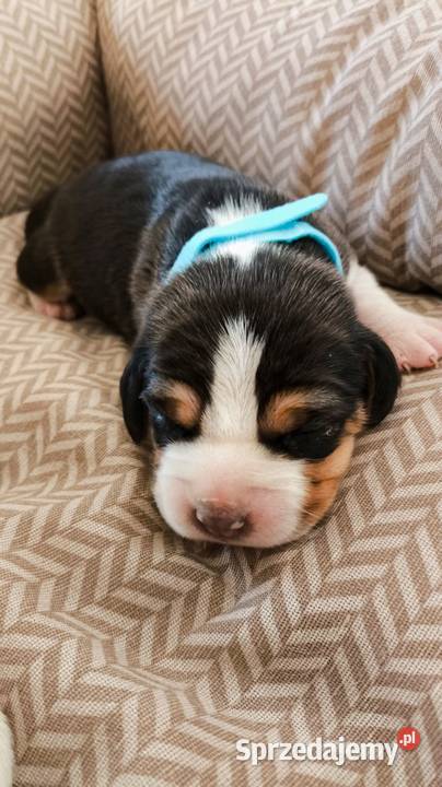 Szczeniaka Beagla możliwość rezerwacji Bielsk Podlaski