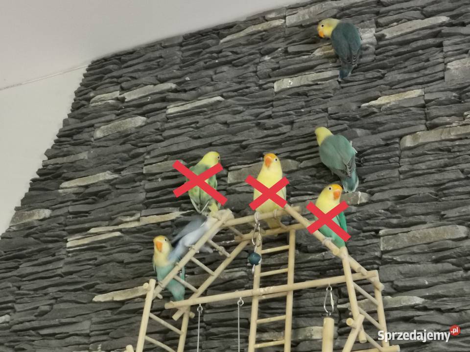 Papużki nierozłączki Fischer zachodniopomorskie