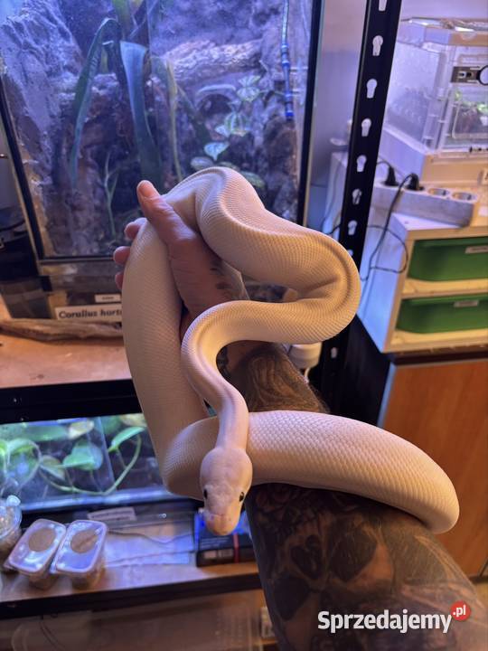 Pytony królewskie Poznań