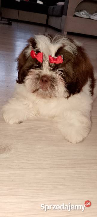 Gotowa do odbioru suczka rasy ShihTzu Kępno