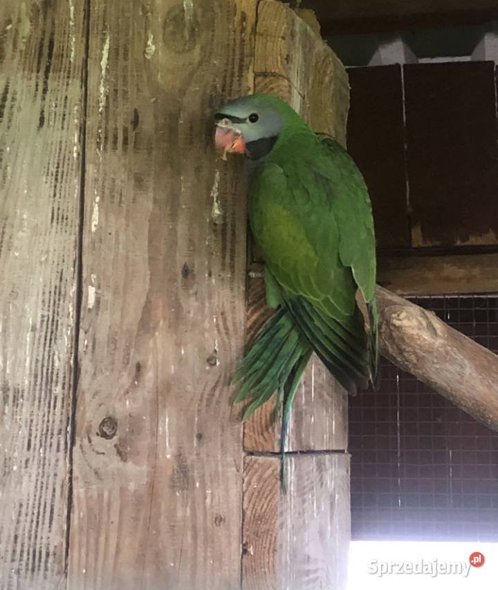 Aleksadretta Chińska