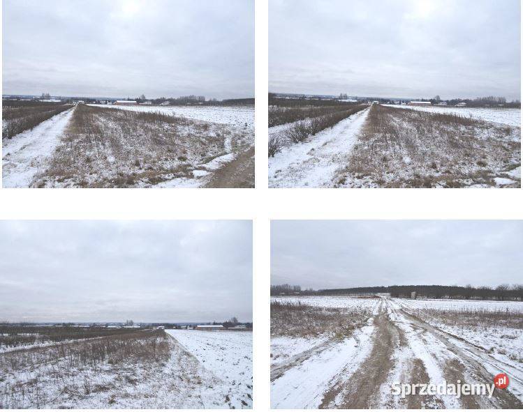 Syndyk sprzeda działki połowę wartości Borowe