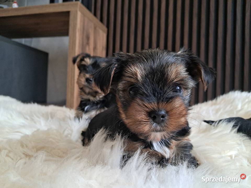 Yorkshire Terrier York