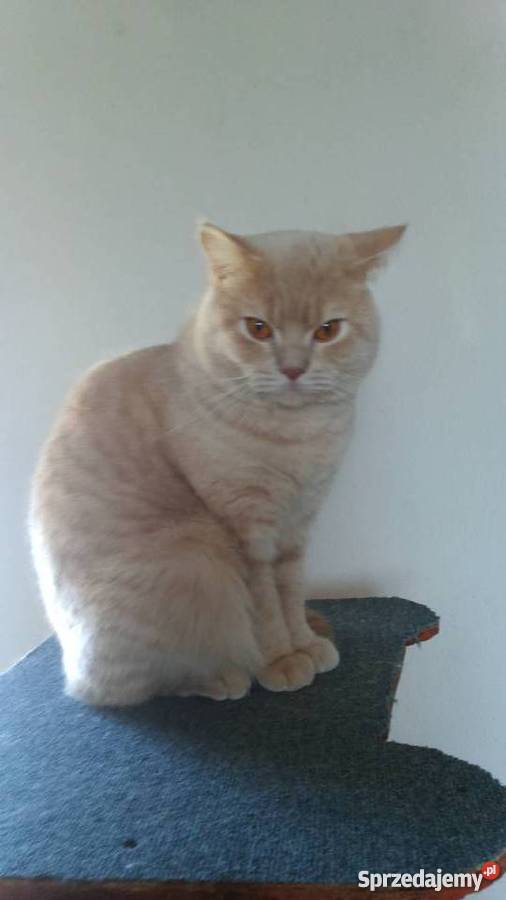 Piękny brytyjczyk kocur Dąbrowa Górnicza