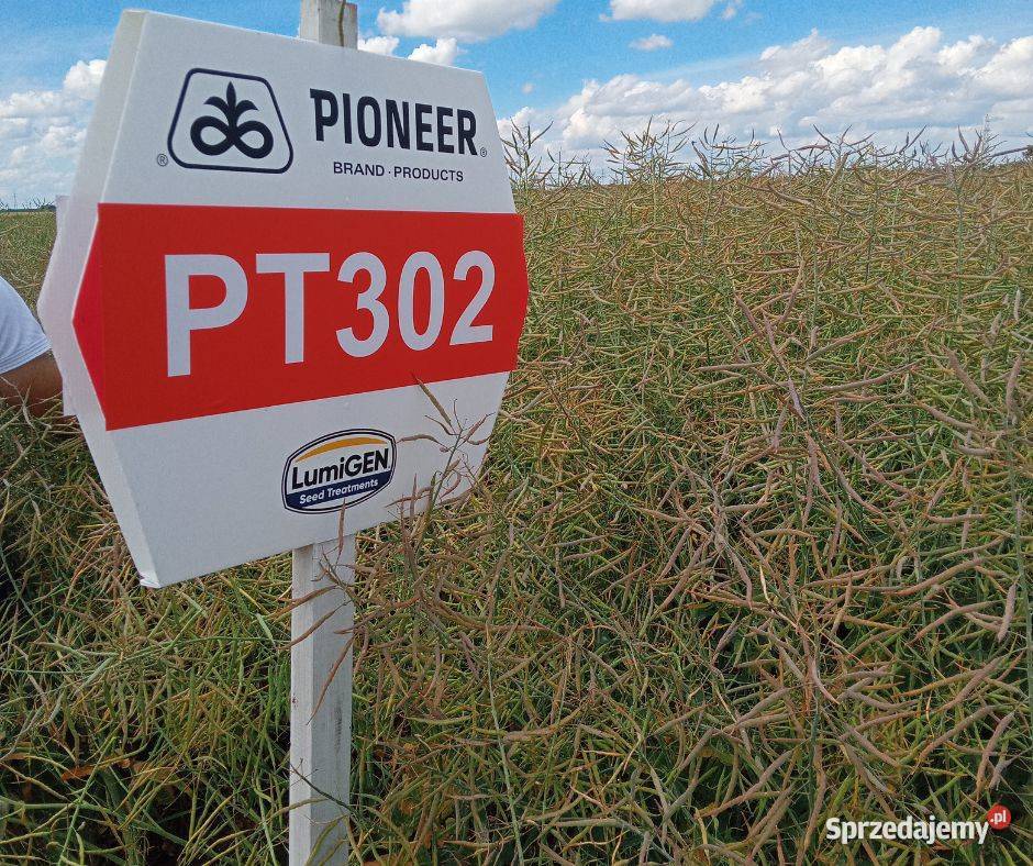 Nasiona rzepaku Pioneer PT302 PROMOCJA Lądek