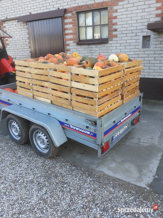 sprzedam dynię ozdobną Łęczyca