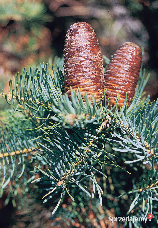 JODŁA JEDNOBARWNA Abies concolor NASIONA 220 Lubanie