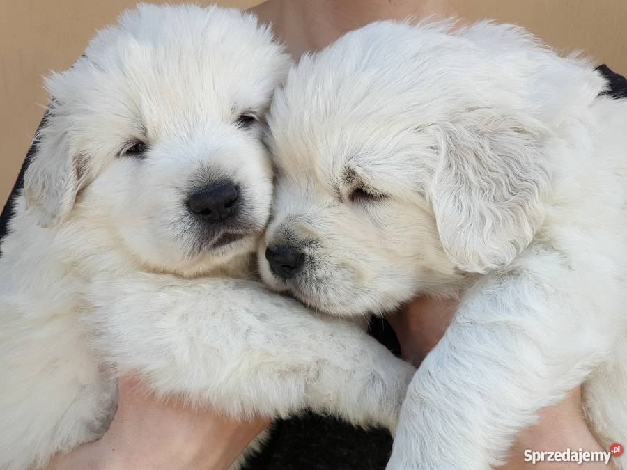 Szczenięta Owczarek Podhalański ZKwP Gdańsk