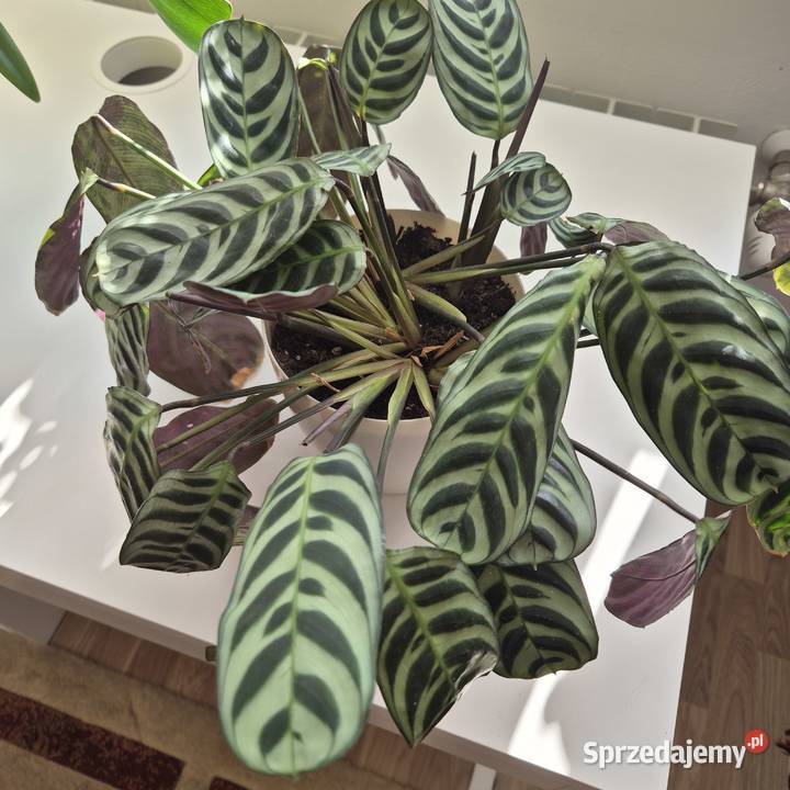 Calathea ctenanthe burle marxii fishbone kwiaty Skuły sprzedam