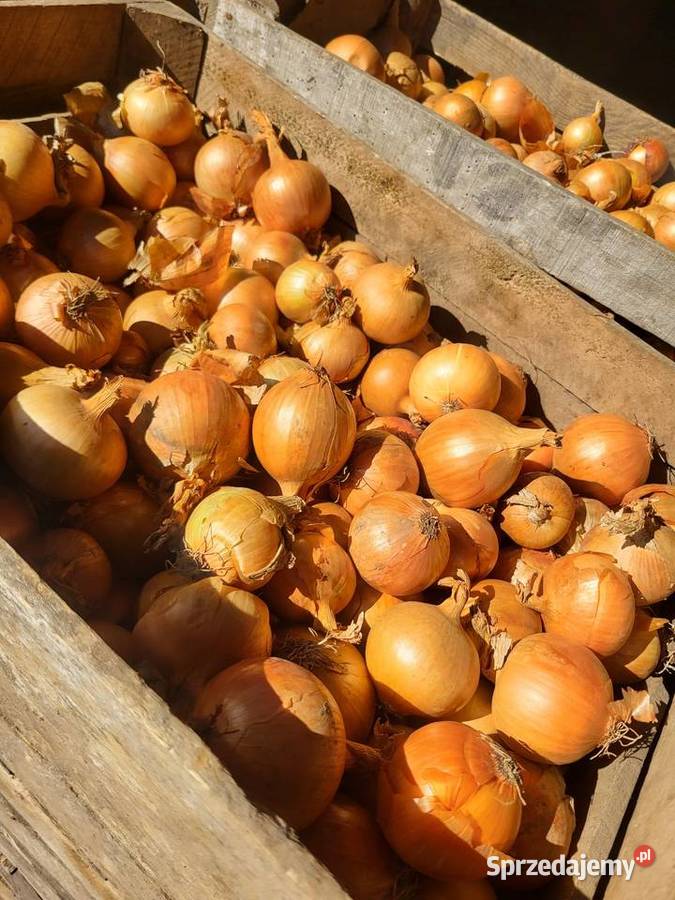Cebula siewka świętokrzyskie Cieszkowy