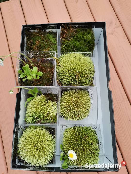 Mech kulki zielone żywemaleńkie mazowieckie Warszawa sprzedam