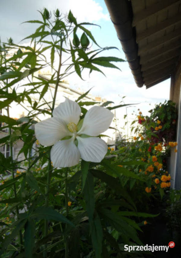 KETMIA BYLINOWA ALBIFLORUS sadz w doniczkach Liściaste Ustronie sprzedam