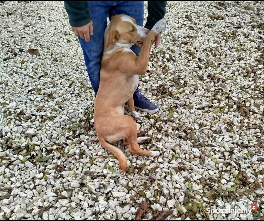 American pitbull terrier Red nose Nieprowice