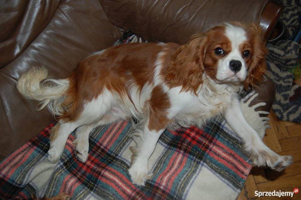 Cavalier King Charles Spaniel Szczenięta Sulejówek