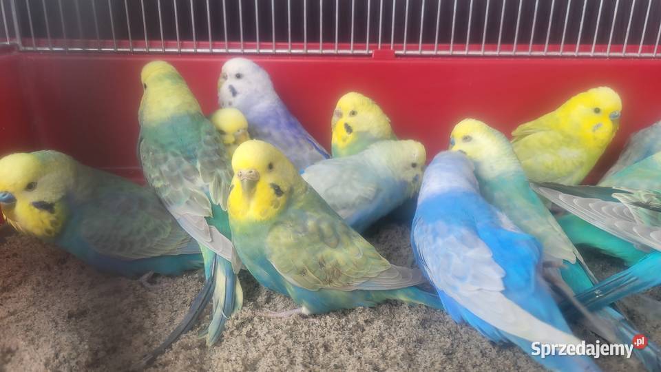 Papugi faliste tęczowe