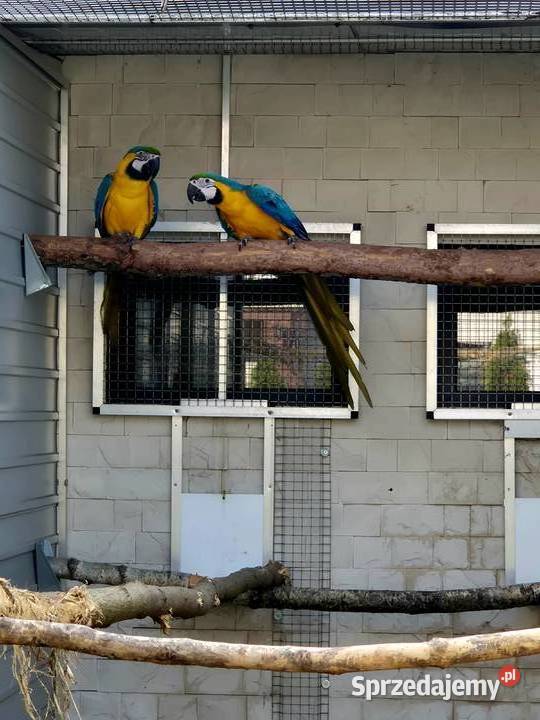 Ara Ararauna dorosłe ptaki Rakoniewice