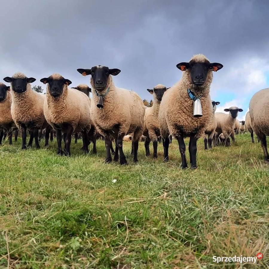 Sprzedam Jagniecina branina Jagnieta rzeźne do Pozostałe Mszana Górna