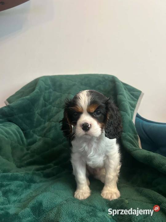 Cavalier King Charles Spaniel szczeniaki na Olsztyn