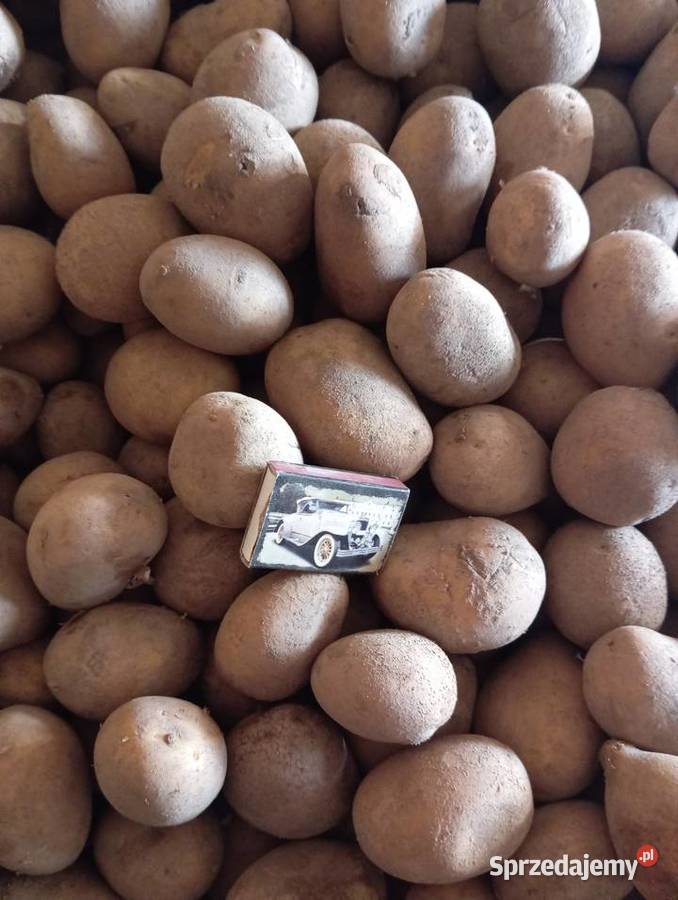 Ziemniaki wielkość sadzeniaka Kalisz
