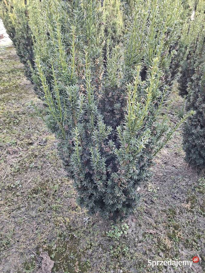 Mega Ładny Gotowy Żywopłot Mszczonów