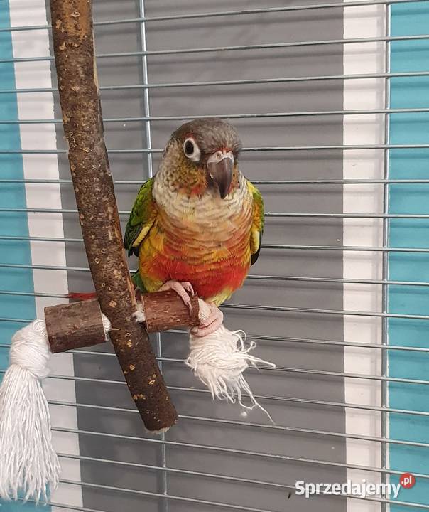 Rudosterka zielonolica red face z klatką mazowieckie Garwolin