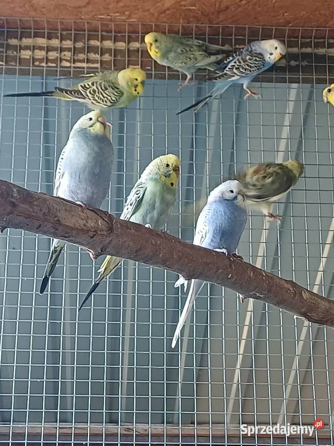 Papugi Faliste nimfy świergotki rozelle Kalisz