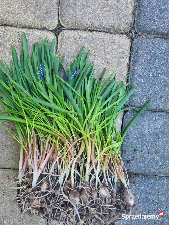 Szafirek niebieski sadzonka