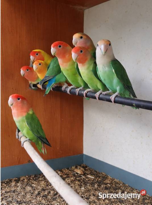 Papugi papużki nierozłączki