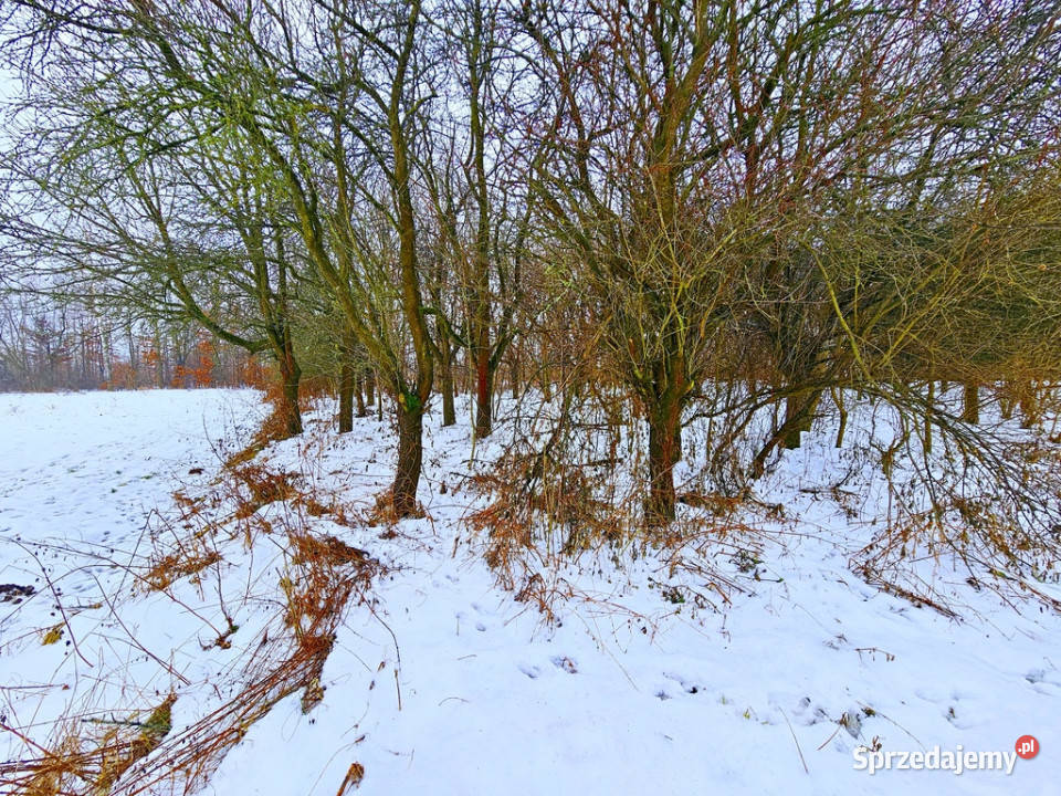Drewniany dom z dużą działką pole sad las mieszkalny Karczmiska Pierwsze sprzedam