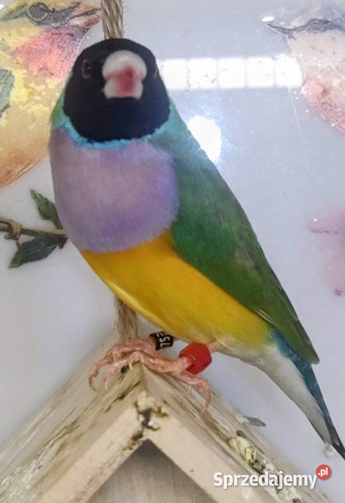 Amadyny wspaniałe małopolskie Tarnów