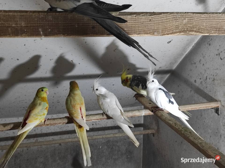 Świergotki samce i samice Ptaki