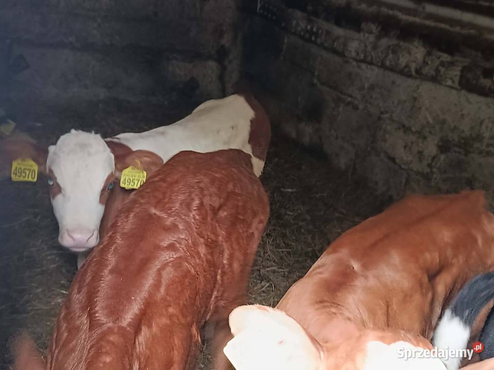 Sprzedam cielaki Bydło lubelskie Hrubieszów