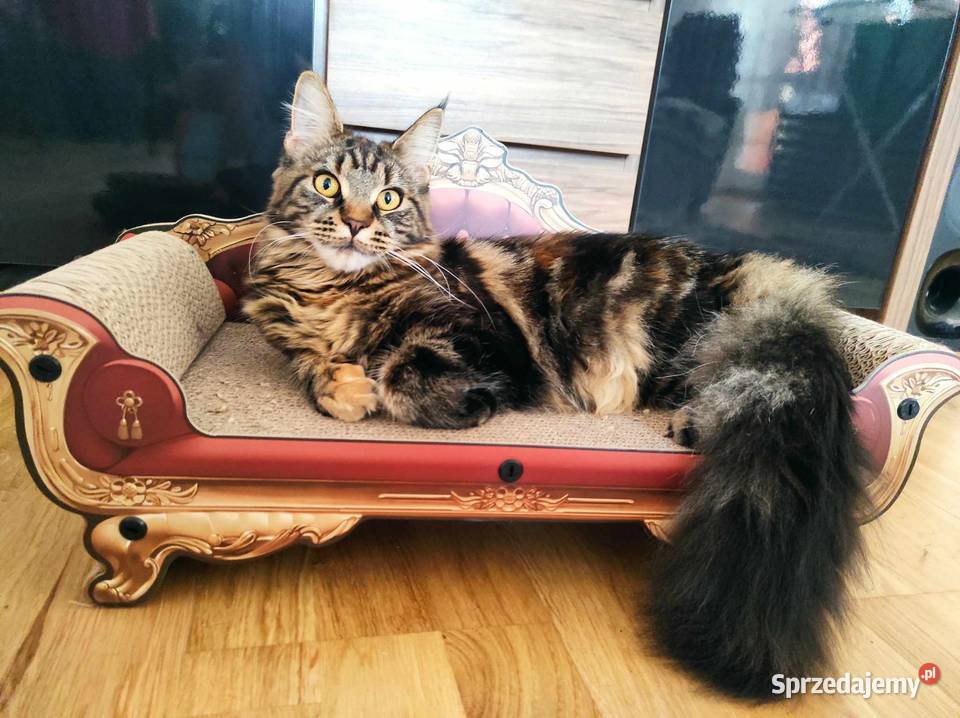 Kicia Maine coon Zwierzęta lubelskie Krasnystaw