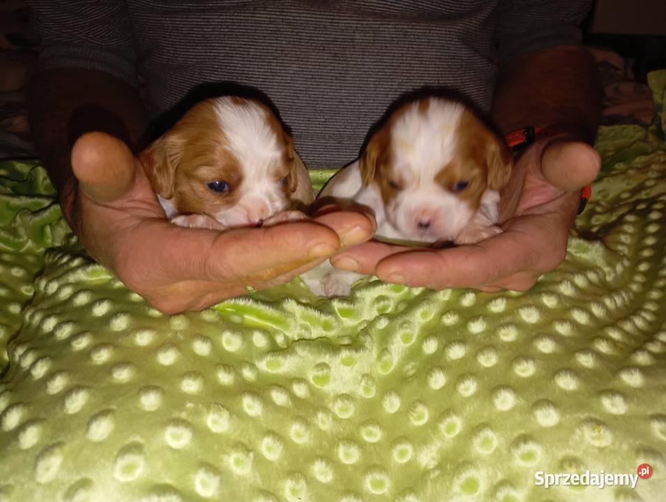 Cavalier King Charles Spaniel FCI śląskie Będzin
