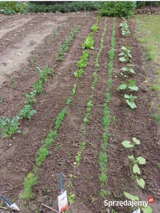 sprzedam działkę ROD Rozmaryn kujawsko-pomorskie Rypin