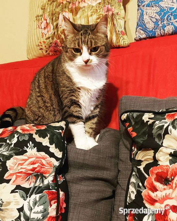 opieka kotem cat sitter Warszawa Ursynów usługa dla zwierząt