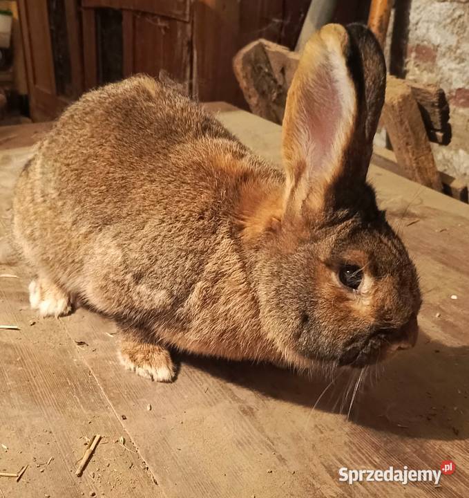 Sprzedam samice belgijską śląskie Miedźna sprzedam