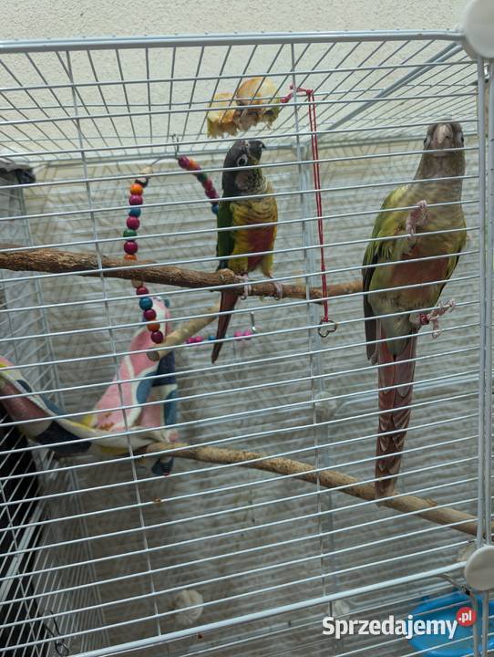 Papugi rudosterki Katowice