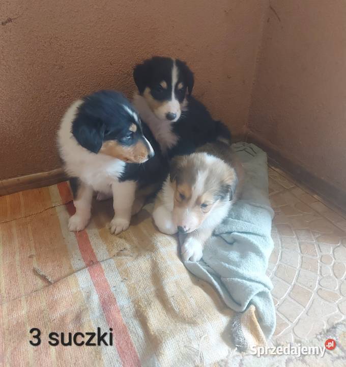 Owczarek szkocki collie lubelskie Sobieska Wola Druga