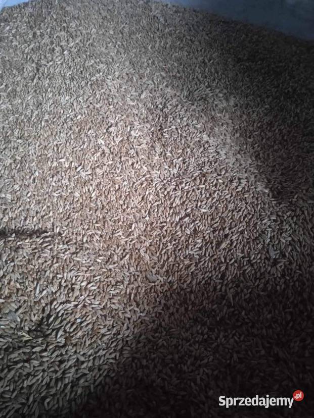 Owies czarny żółty pszenica pszenżyto wiosenne i lubelskie