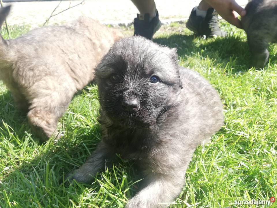 Owczarek kaukaski Jawor