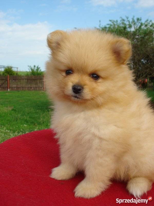 Pomeranianbiszkoptowa suczka Augustów