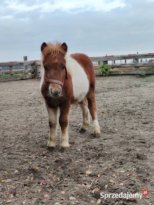 Kuc szetlandzki Rokiciny sprzedam