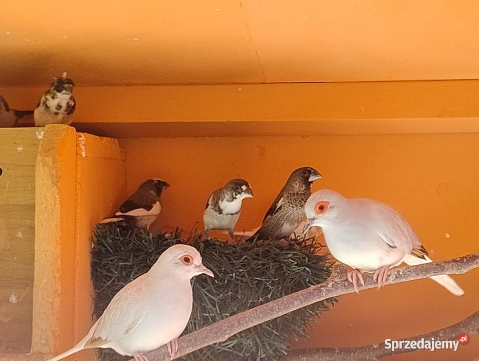 Mewki japońskie Blachownia