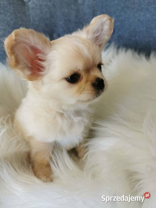 Chłopcy Chihuahua ZKwP FCI dolnośląskie Lubin