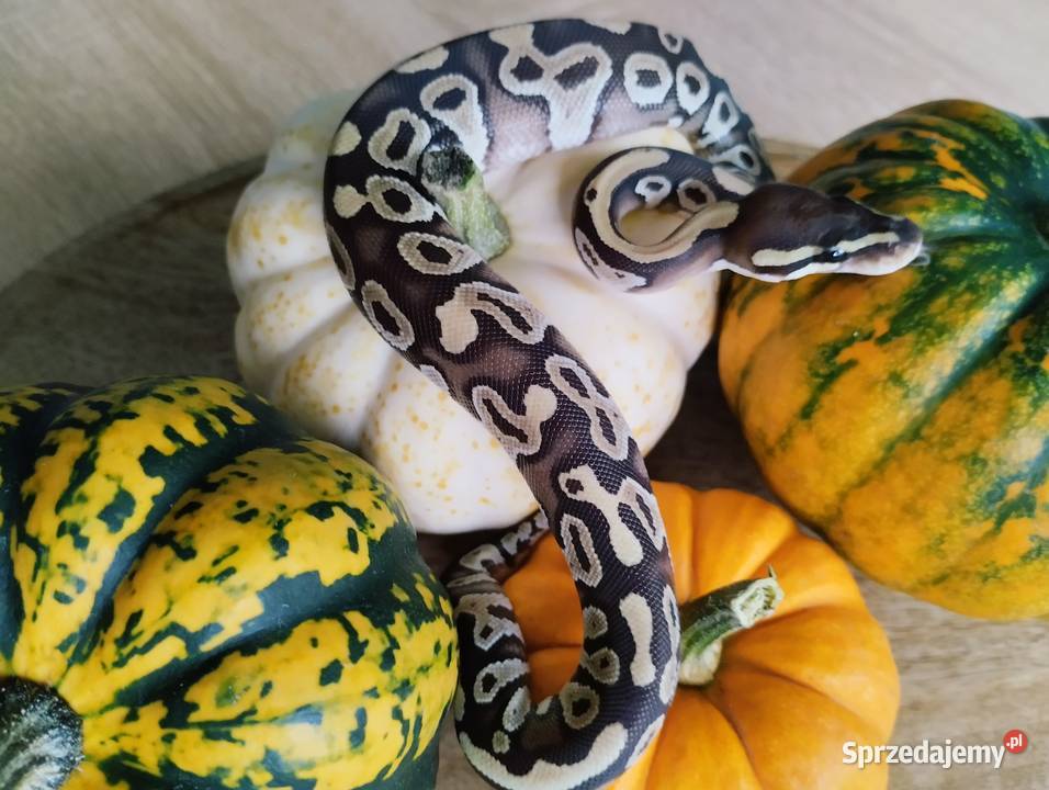 Pyton królewski węże